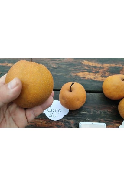 Груша азійська ‘Коко Суї’ 